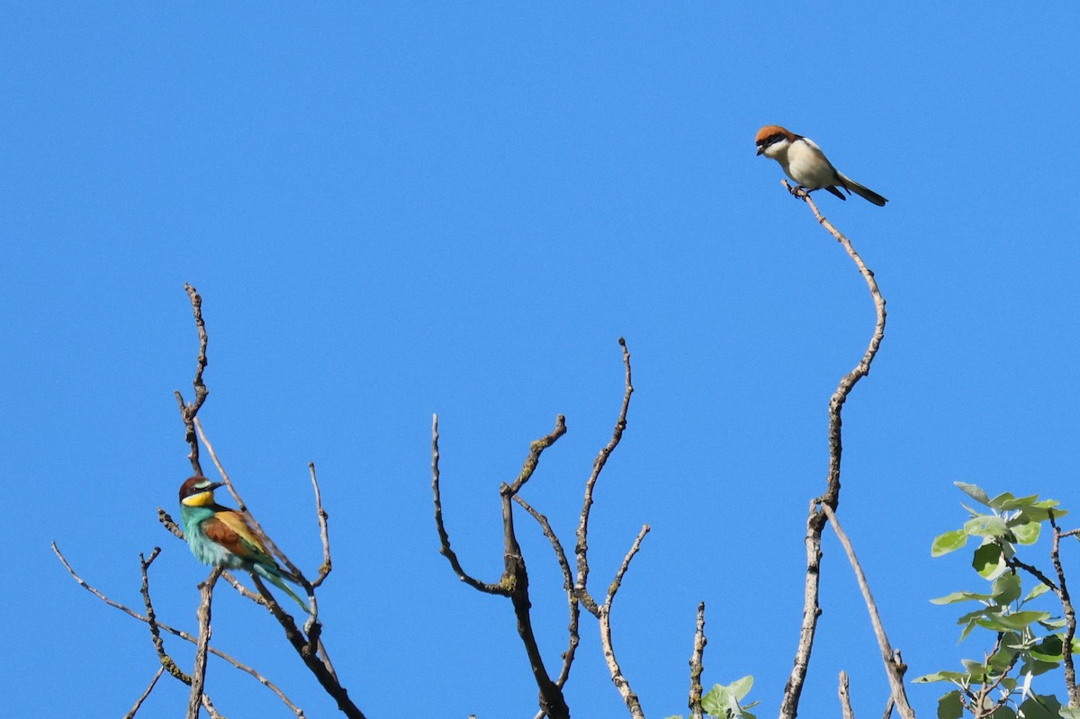 Woodchat Shrike - ML634860189