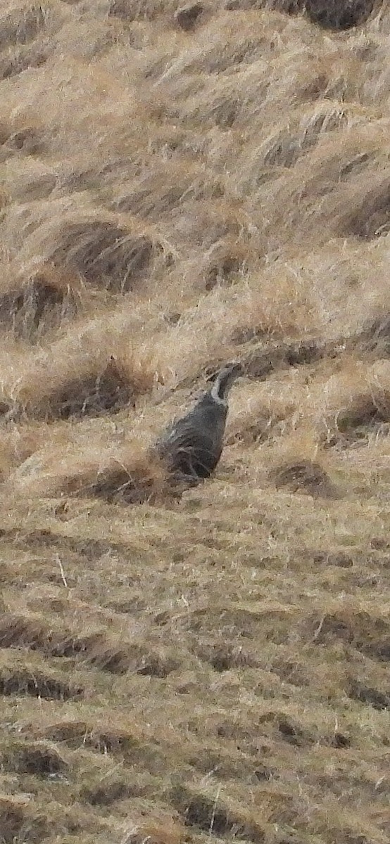 velekur kavkazský - ML634860213