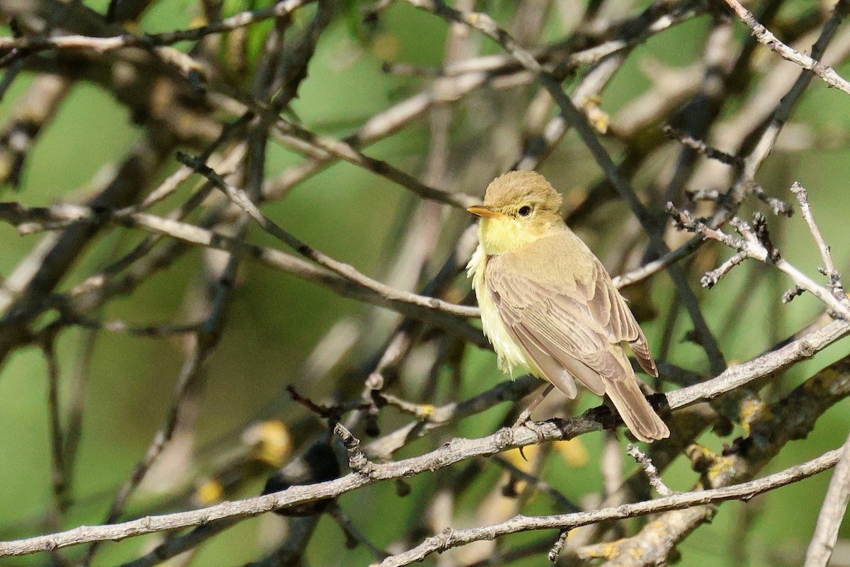 Melodious Warbler - ML634860495