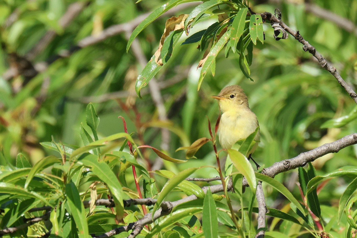 Melodious Warbler - ML634860569