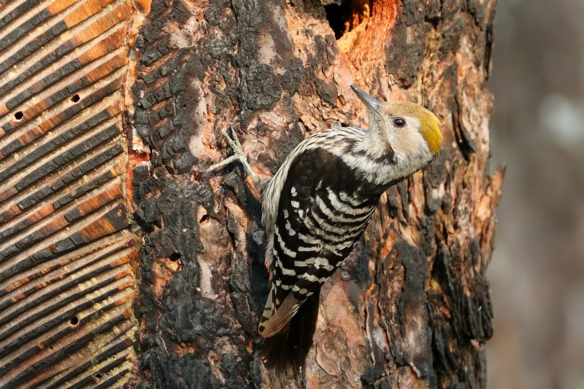 Brown-fronted Woodpecker - ML634860591