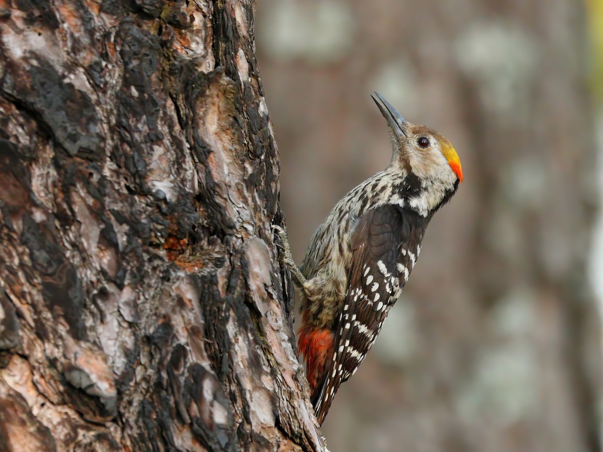 Brown-fronted Woodpecker - ML634860592