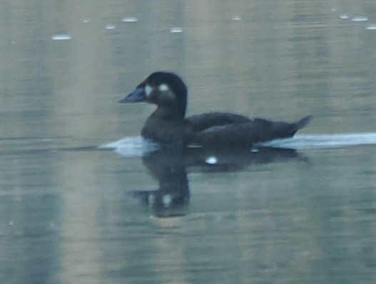 Surf Scoter - ML634860594