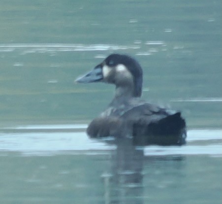 Surf Scoter - ML634860597