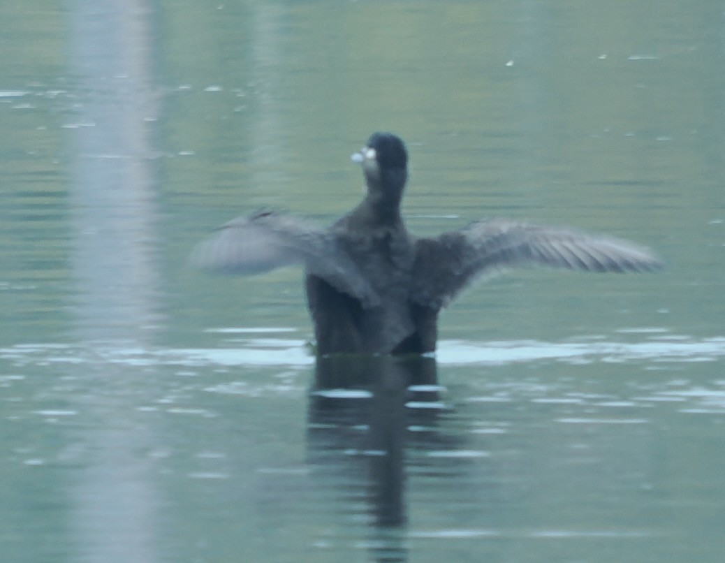 Surf Scoter - ML634860600