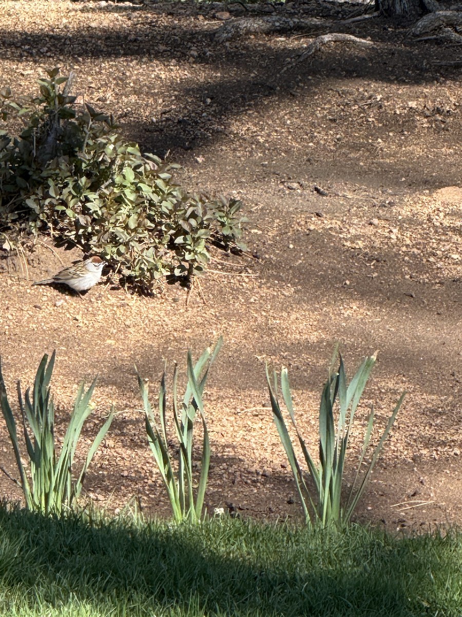 Chipping Sparrow - ML634860620