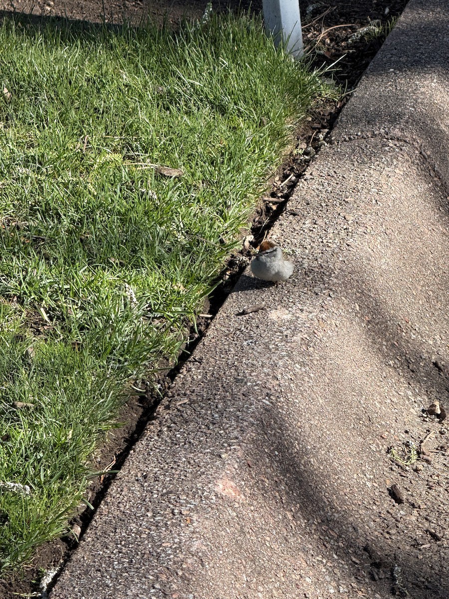 Chipping Sparrow - ML634860621