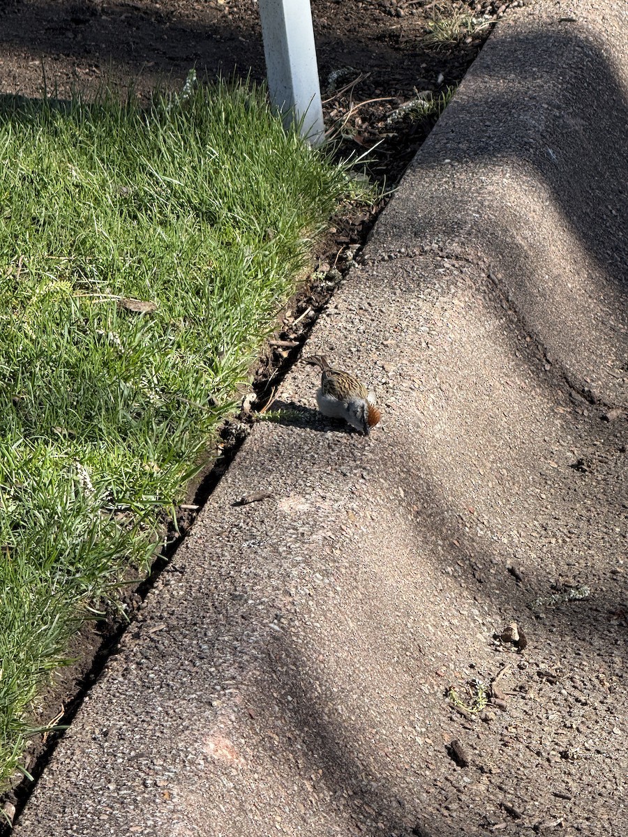 Chipping Sparrow - ML634860622