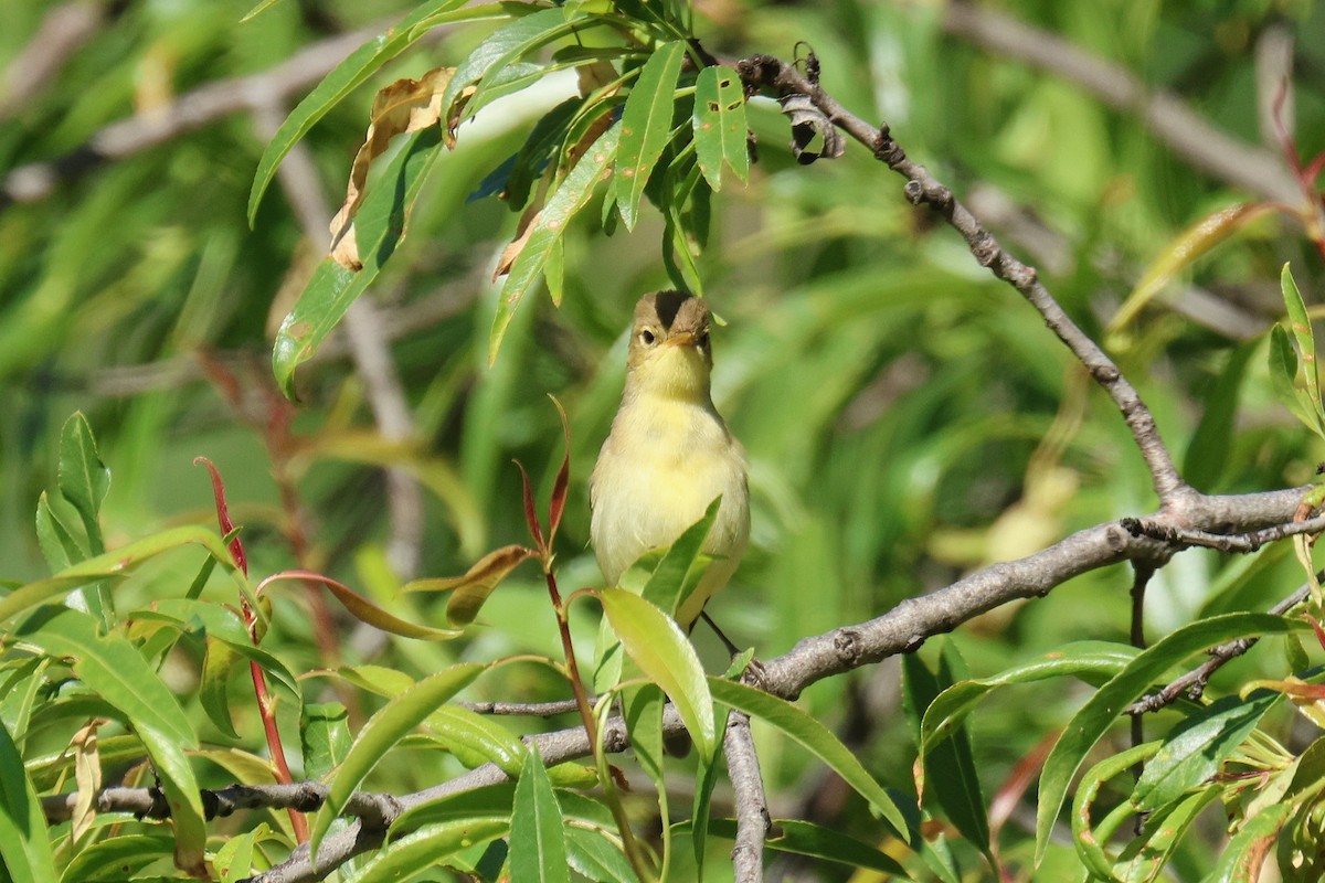 Melodious Warbler - ML634860623