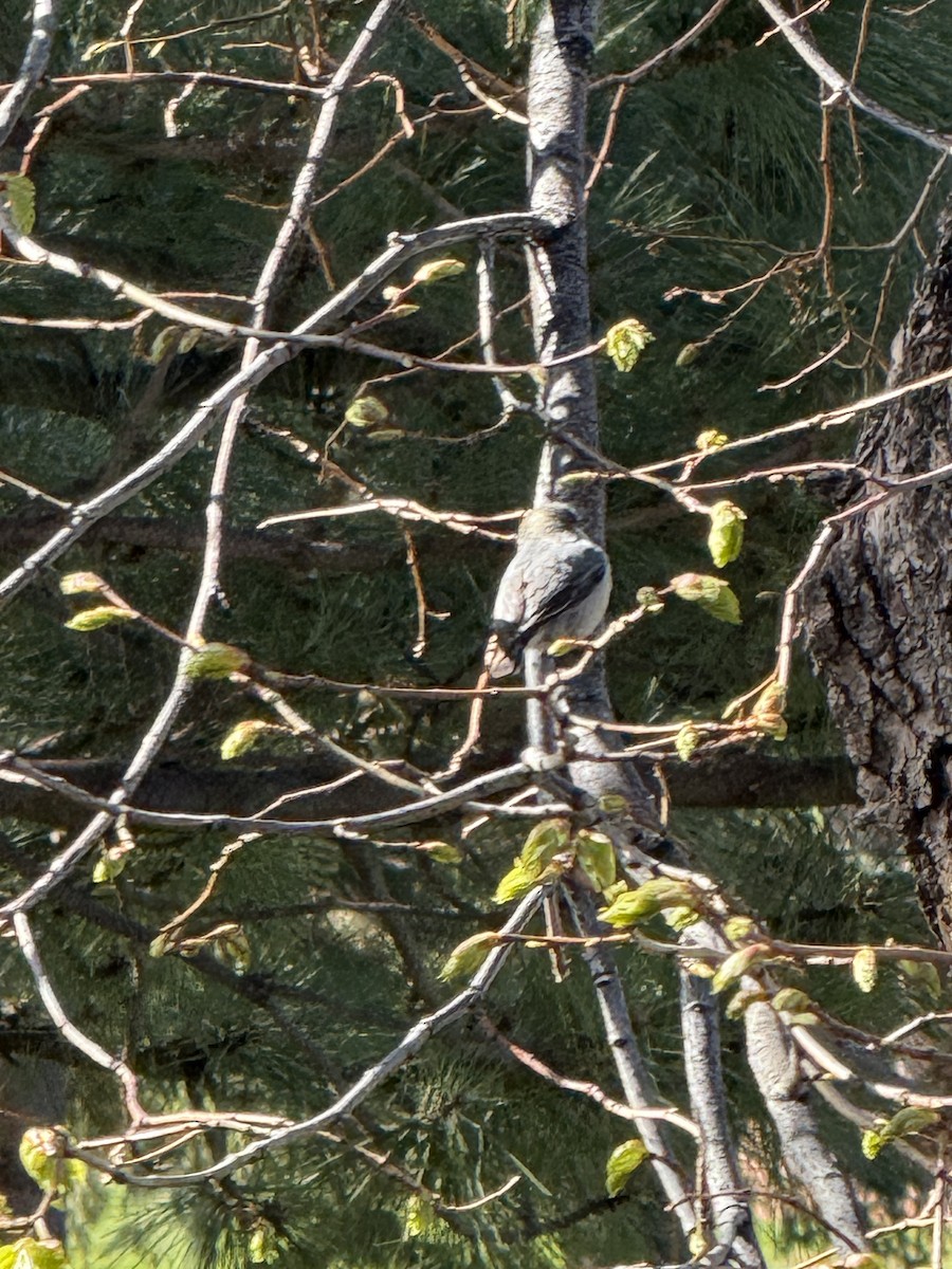 Pygmy Nuthatch - ML634860687
