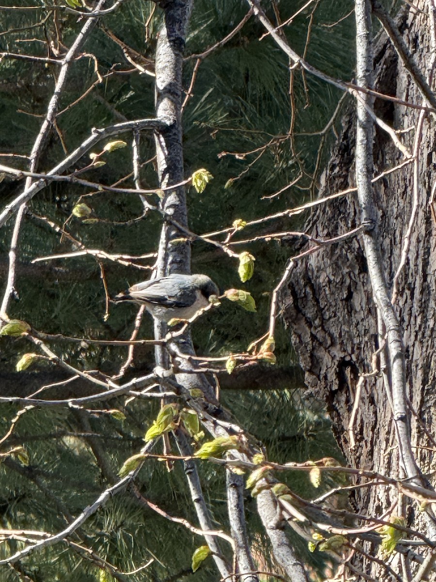 Pygmy Nuthatch - ML634860688