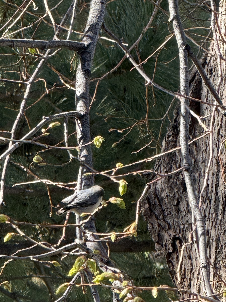 Pygmy Nuthatch - ML634860689