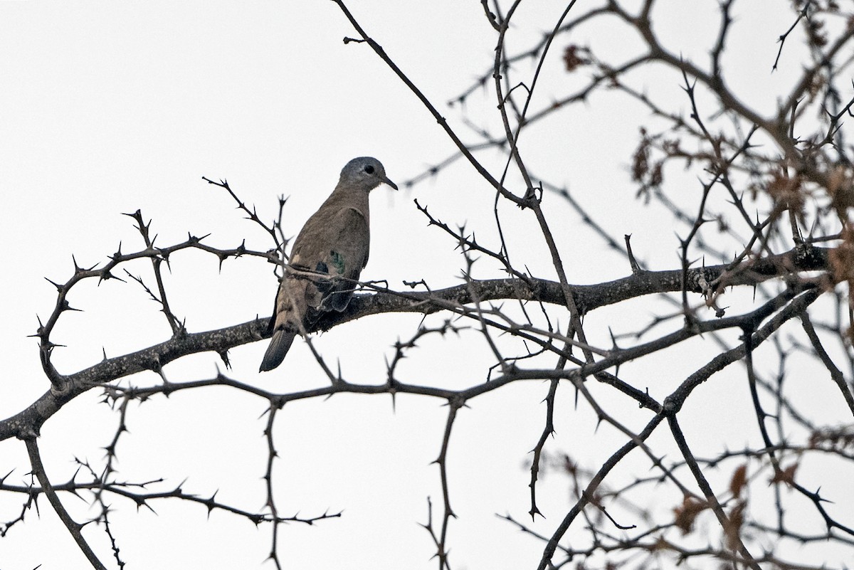Emerald-spotted Wood-Dove - ML634860814