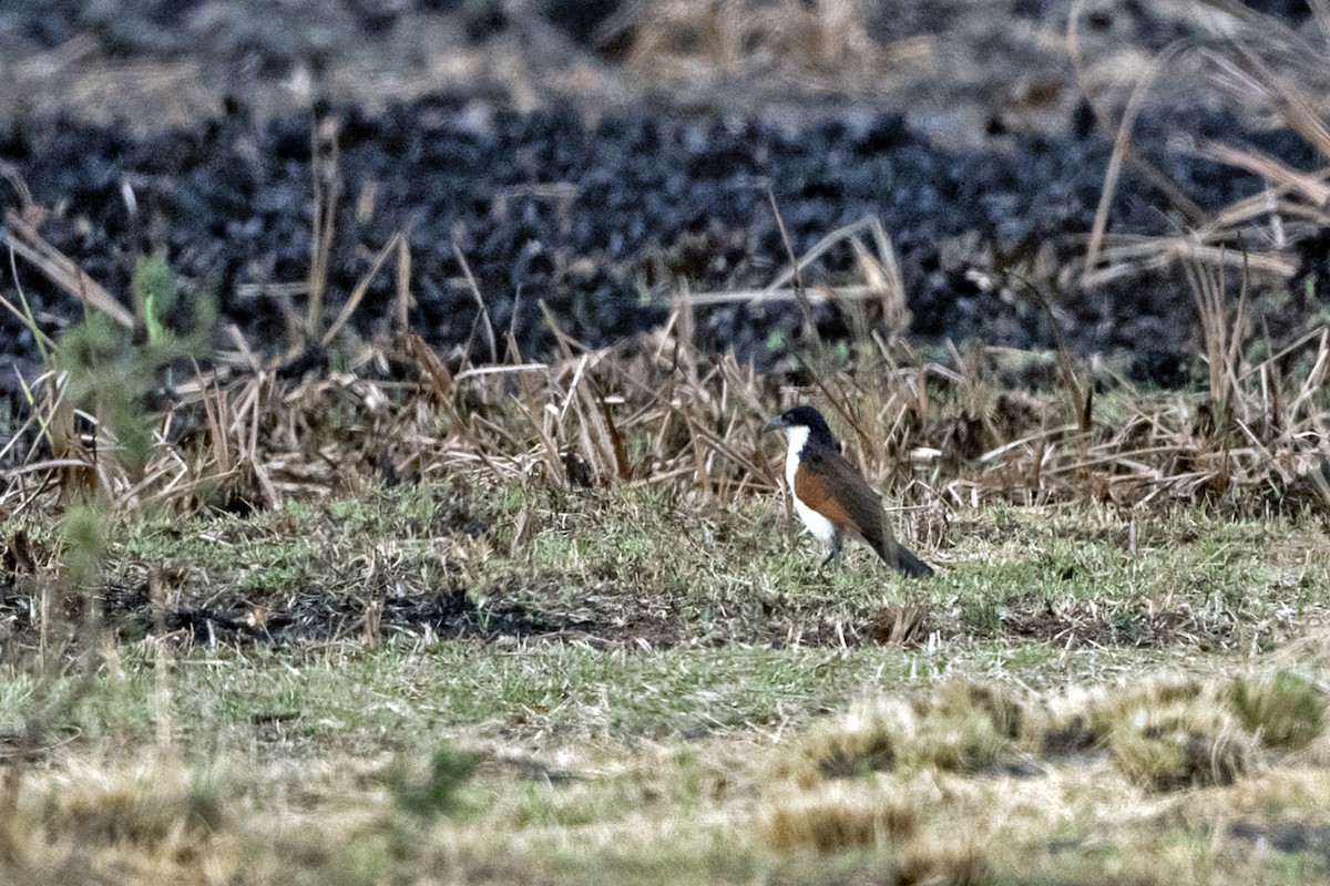 Kupferschwanzkuckuck - ML634860873