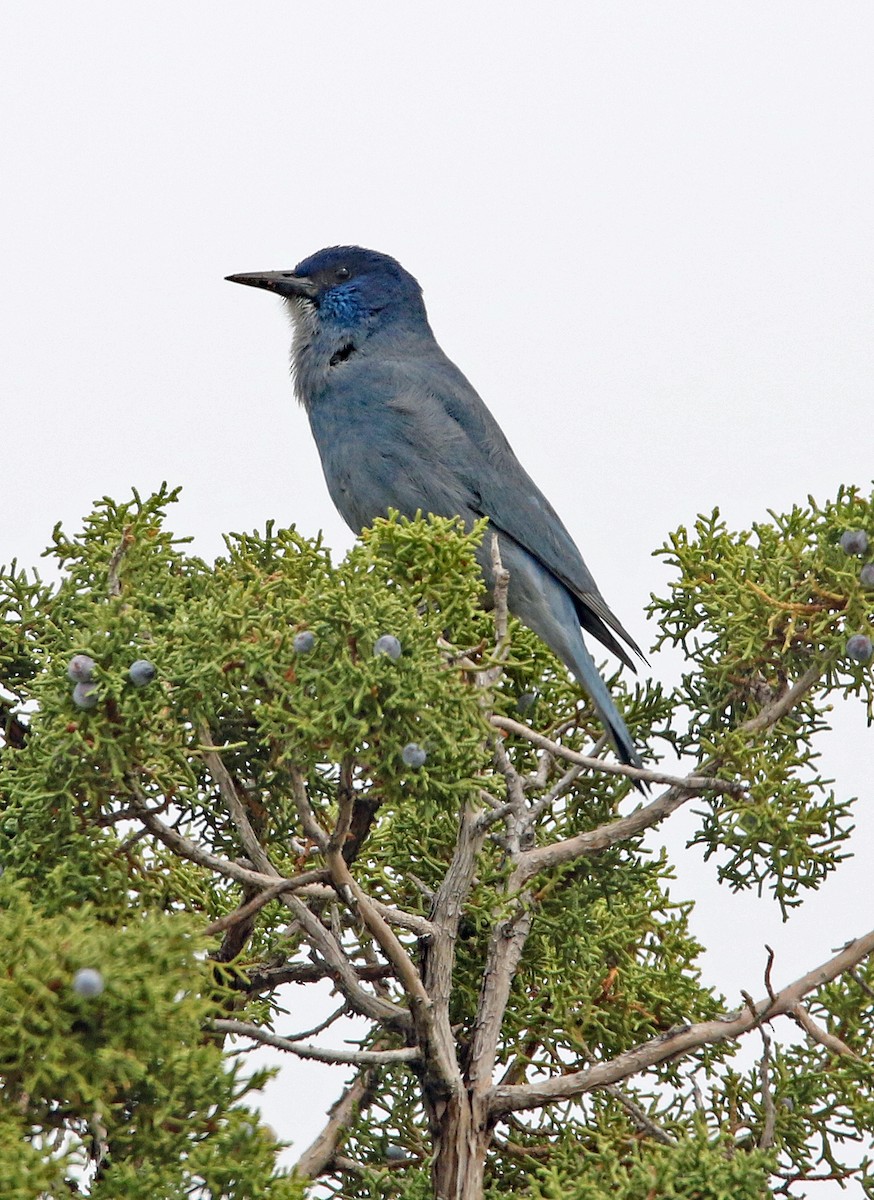 Pinyon Jay - ML634860942