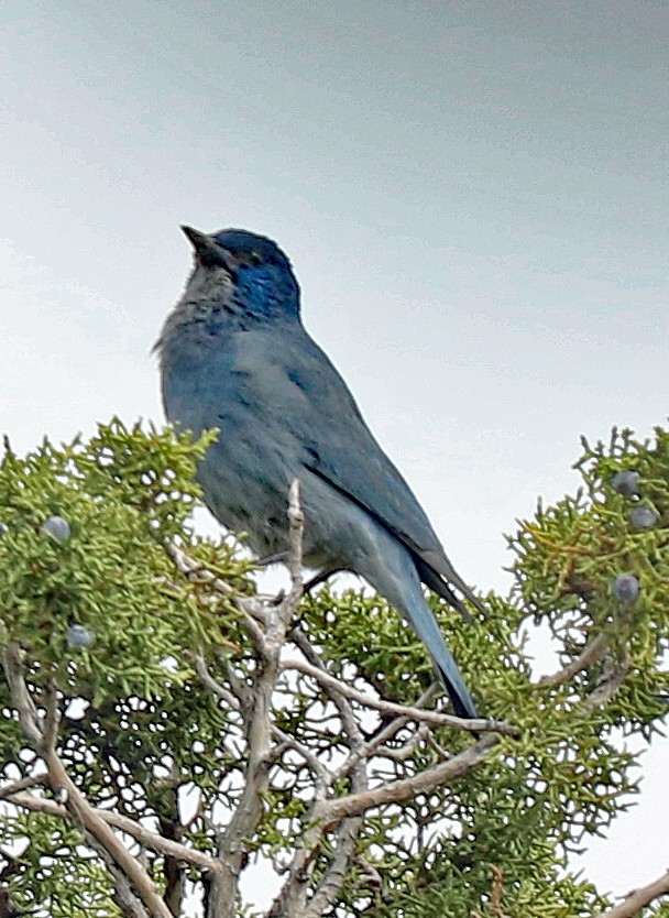 Pinyon Jay - ML634860956
