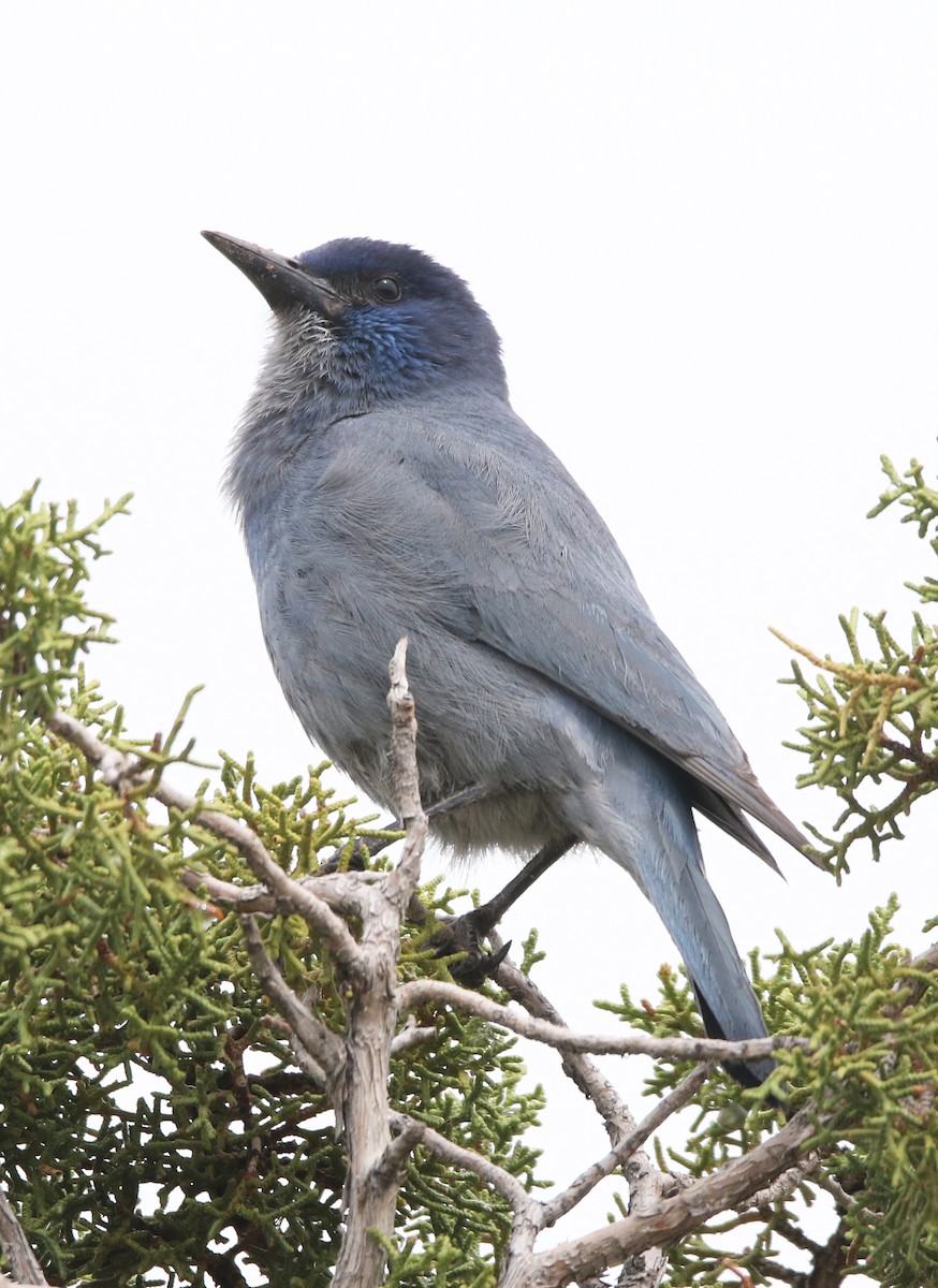 Pinyon Jay - ML634860958