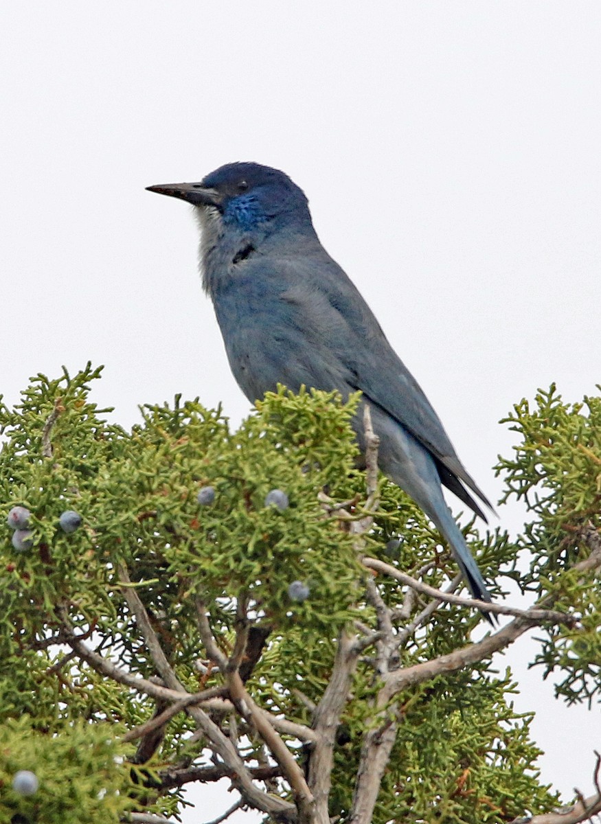 Pinyon Jay - ML634860978