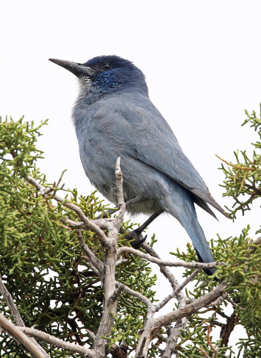 Pinyon Jay - ML634860979