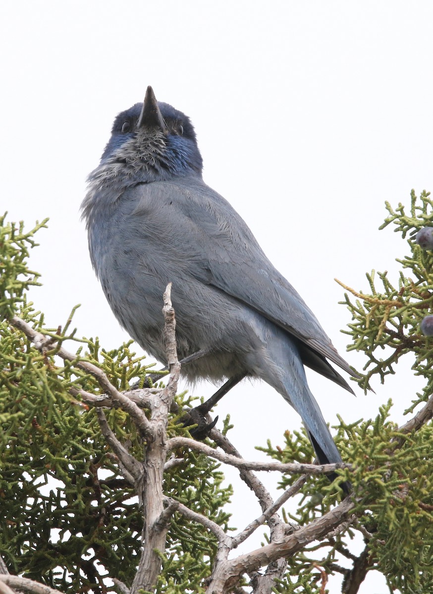 Pinyon Jay - ML634861005