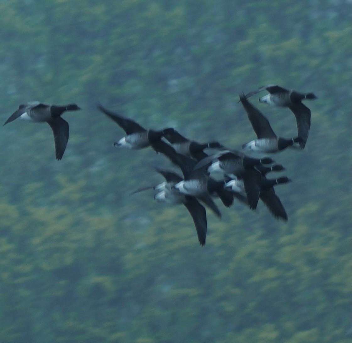 黑雁 - ML634861299