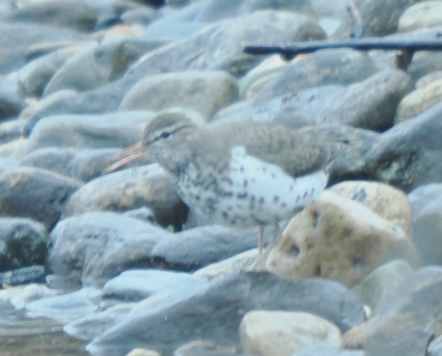 Spotted Sandpiper - ML634861307