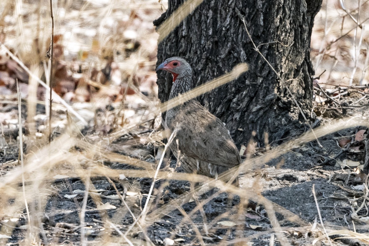 frankolín žíhaný - ML634861360