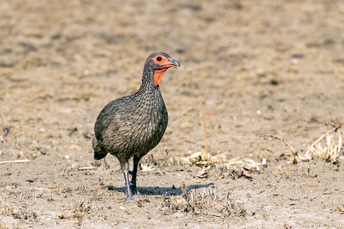 frankolín žíhaný - ML634861381