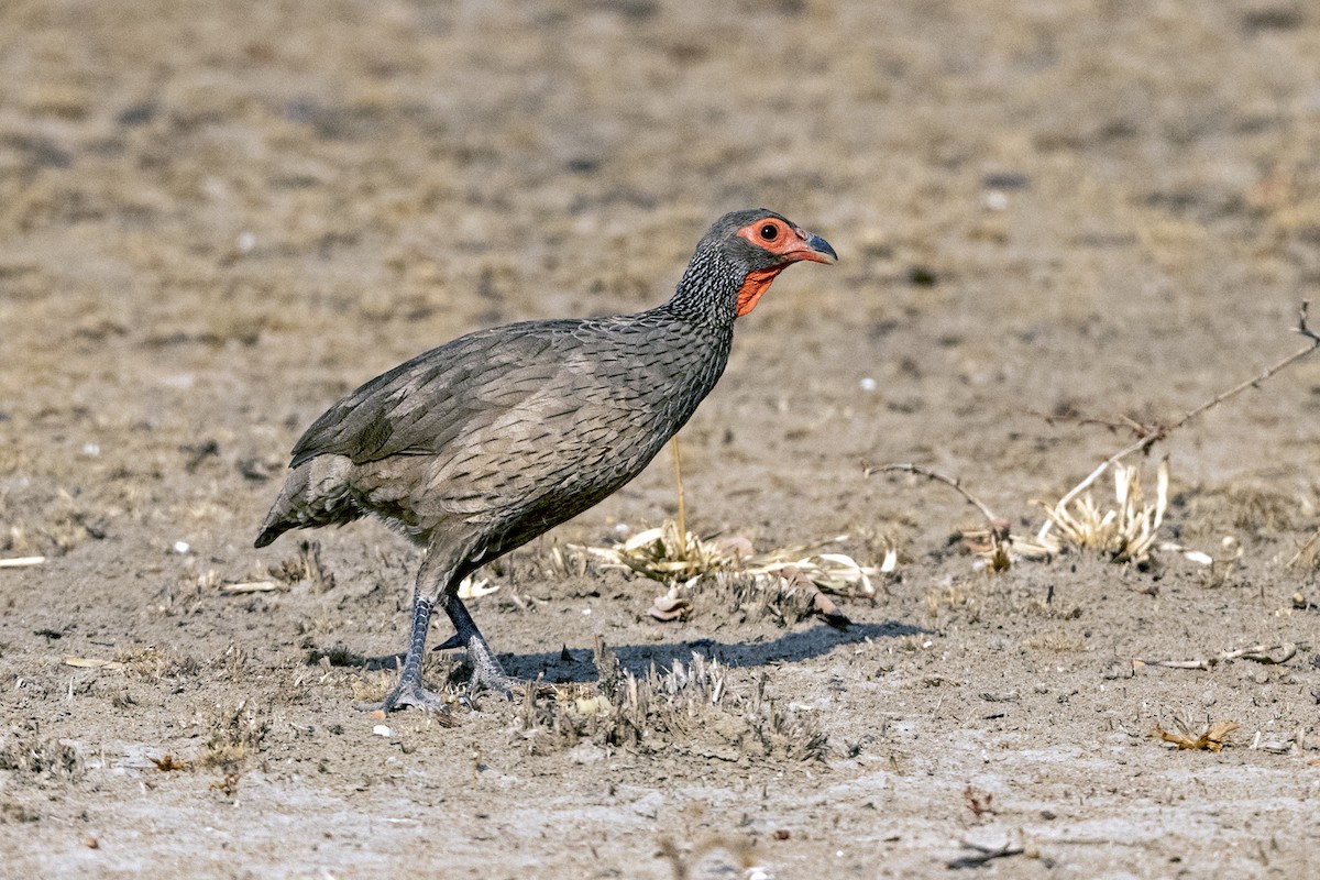 frankolín žíhaný - ML634861387