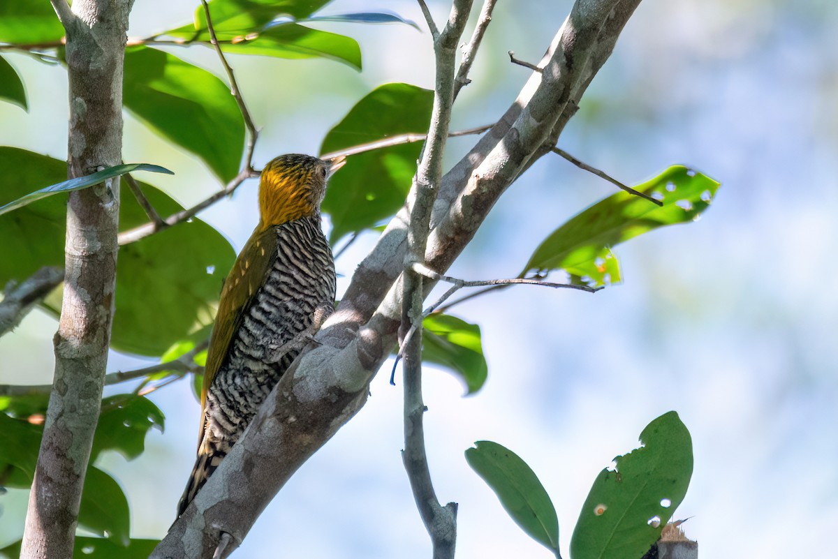 Golden-collared Woodpecker - ML634861419