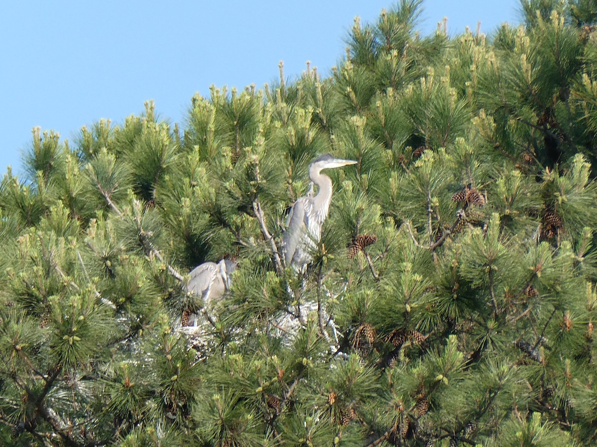 Great Blue Heron - ML634861467