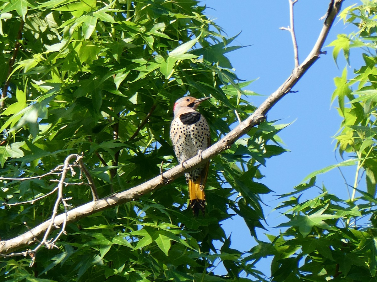 Northern Flicker - ML634861470