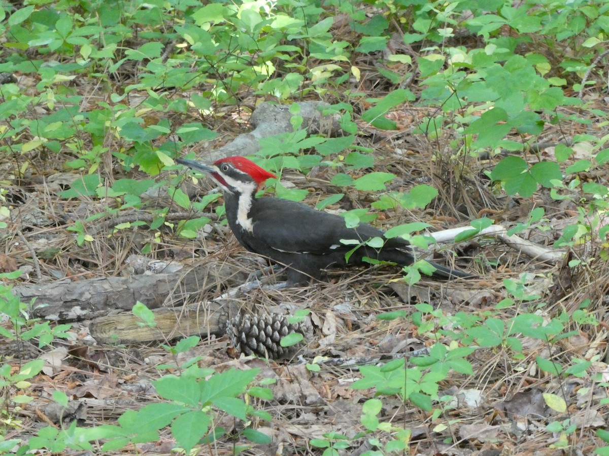 Pileated Woodpecker - ML634861472