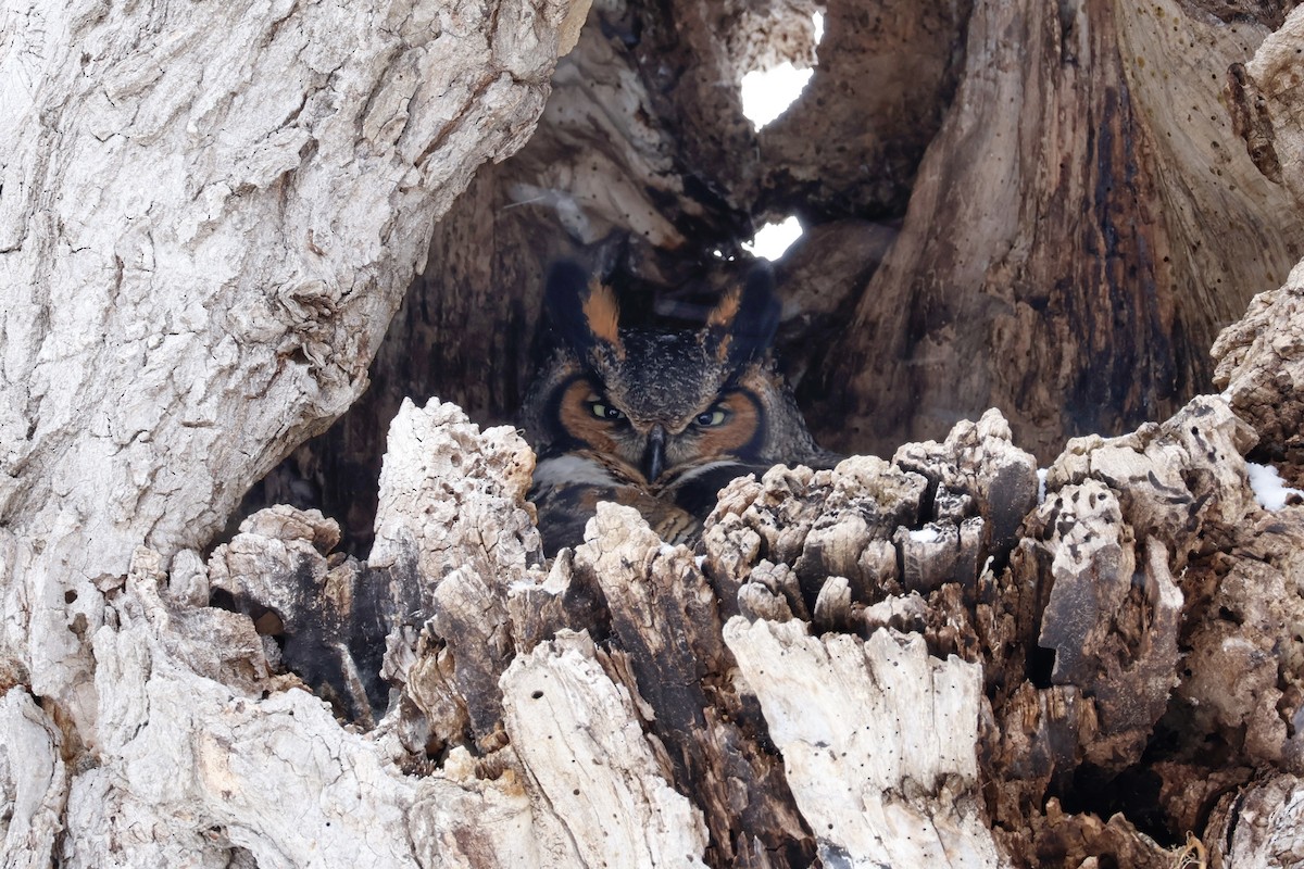 Great Horned Owl - ML634861588
