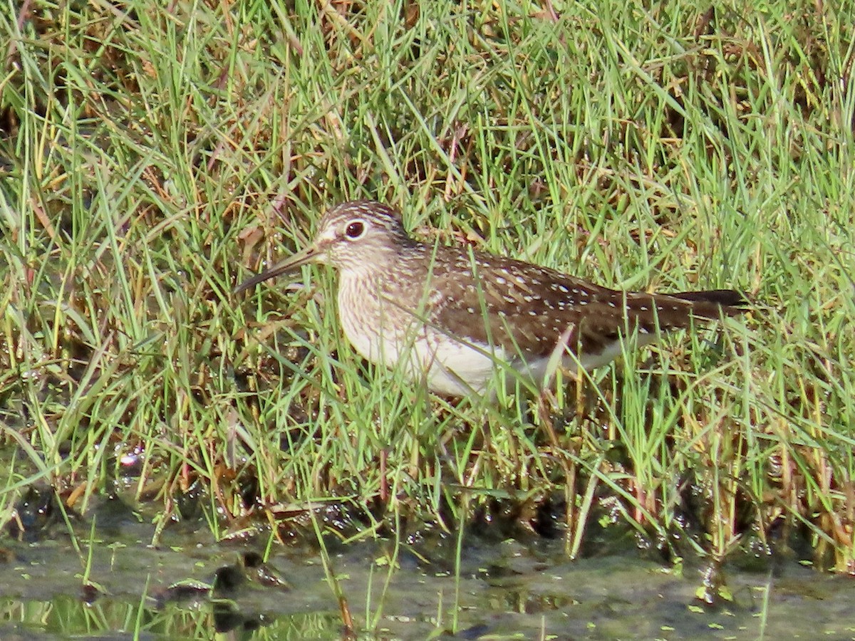 Solitary Sandpiper - ML634861777