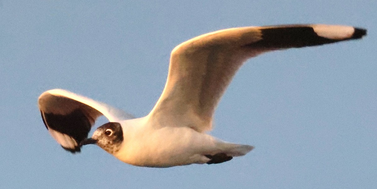 And Martısı - ML634861780
