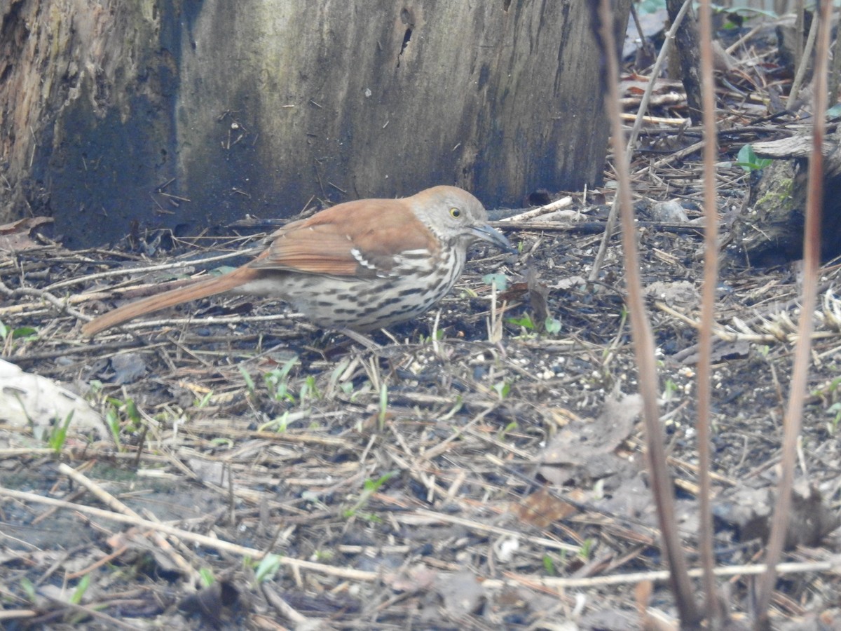 Brown Thrasher - ML634861849