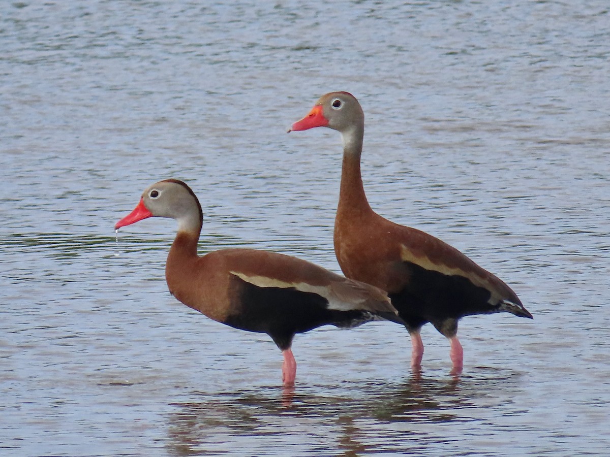 Black-bellied Whistling-Duck - ML634861855