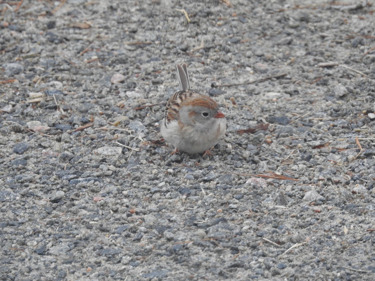 Field Sparrow - ML634861870