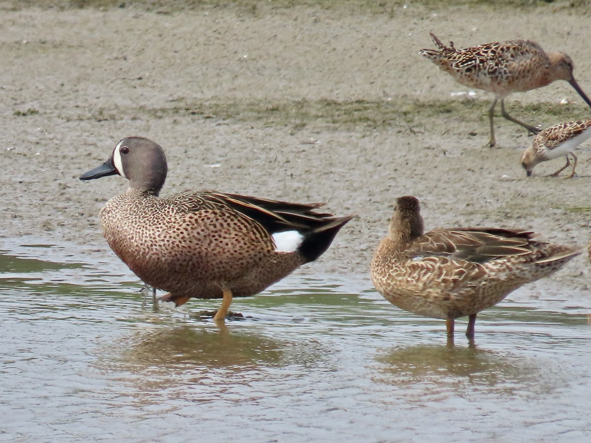 Blue-winged Teal - ML634861871