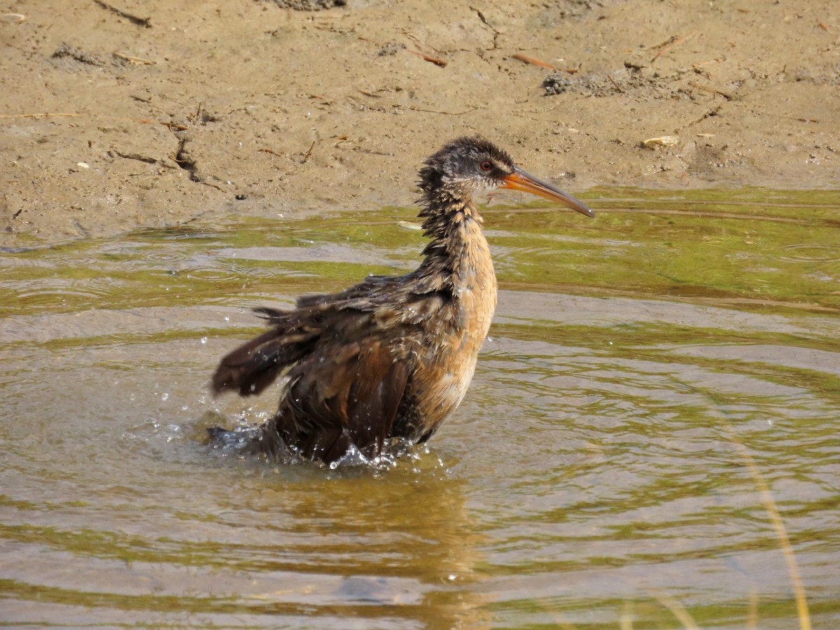 Clapper Rail - ML634861881