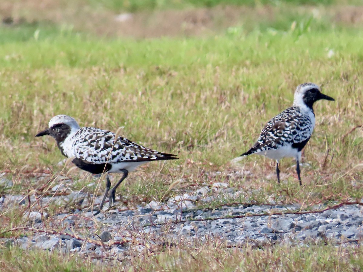 Black-bellied Plover - ML634861913