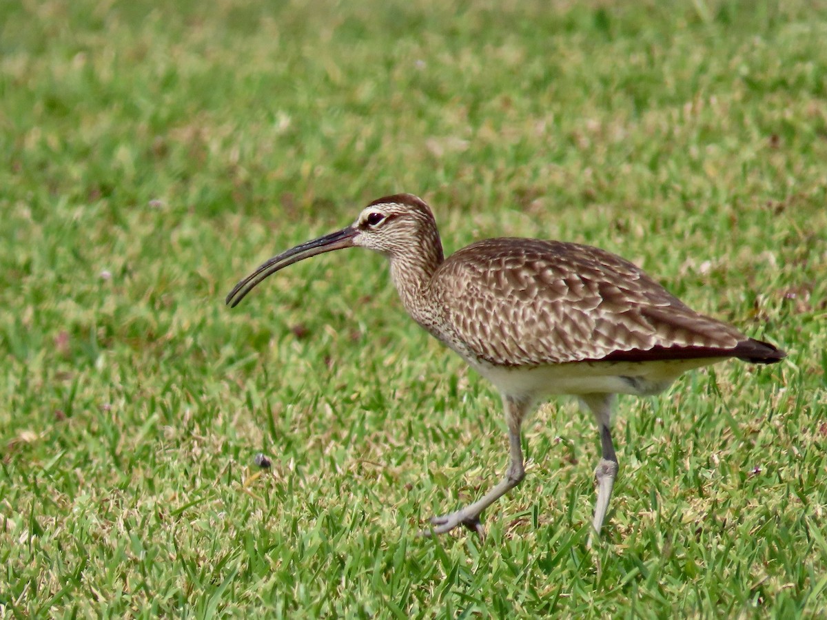 Hudsonian Whimbrel - ML634861923