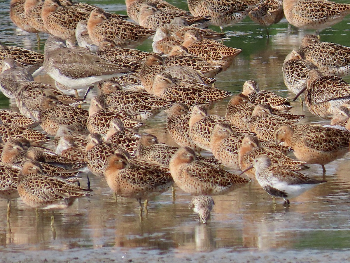 Short-billed Dowitcher - ML634861931