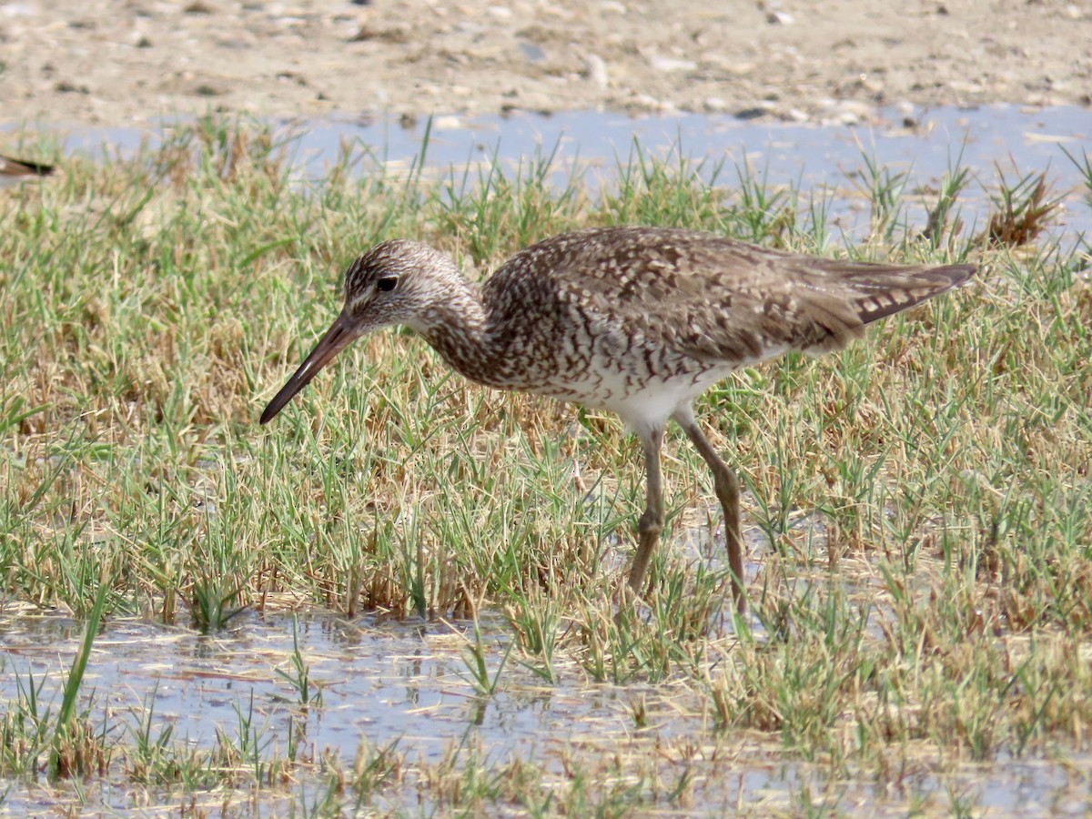 Willet - ML634861960