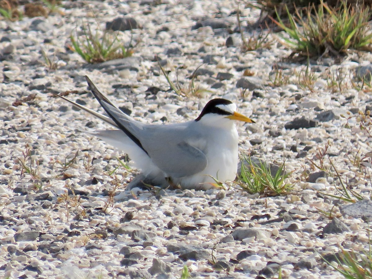 Least Tern - ML634862040