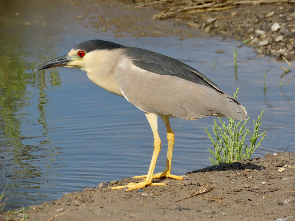 Black-crowned Night Heron - ML634862056