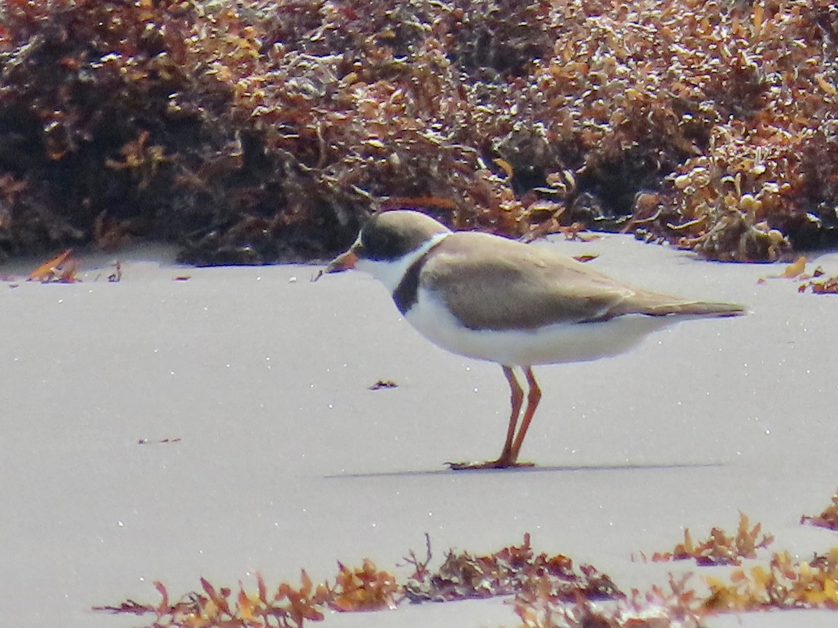 Semipalmated Plover - ML634862168