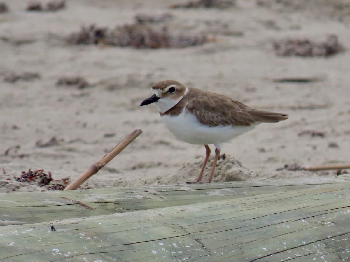 Wilson's Plover - ML634862186