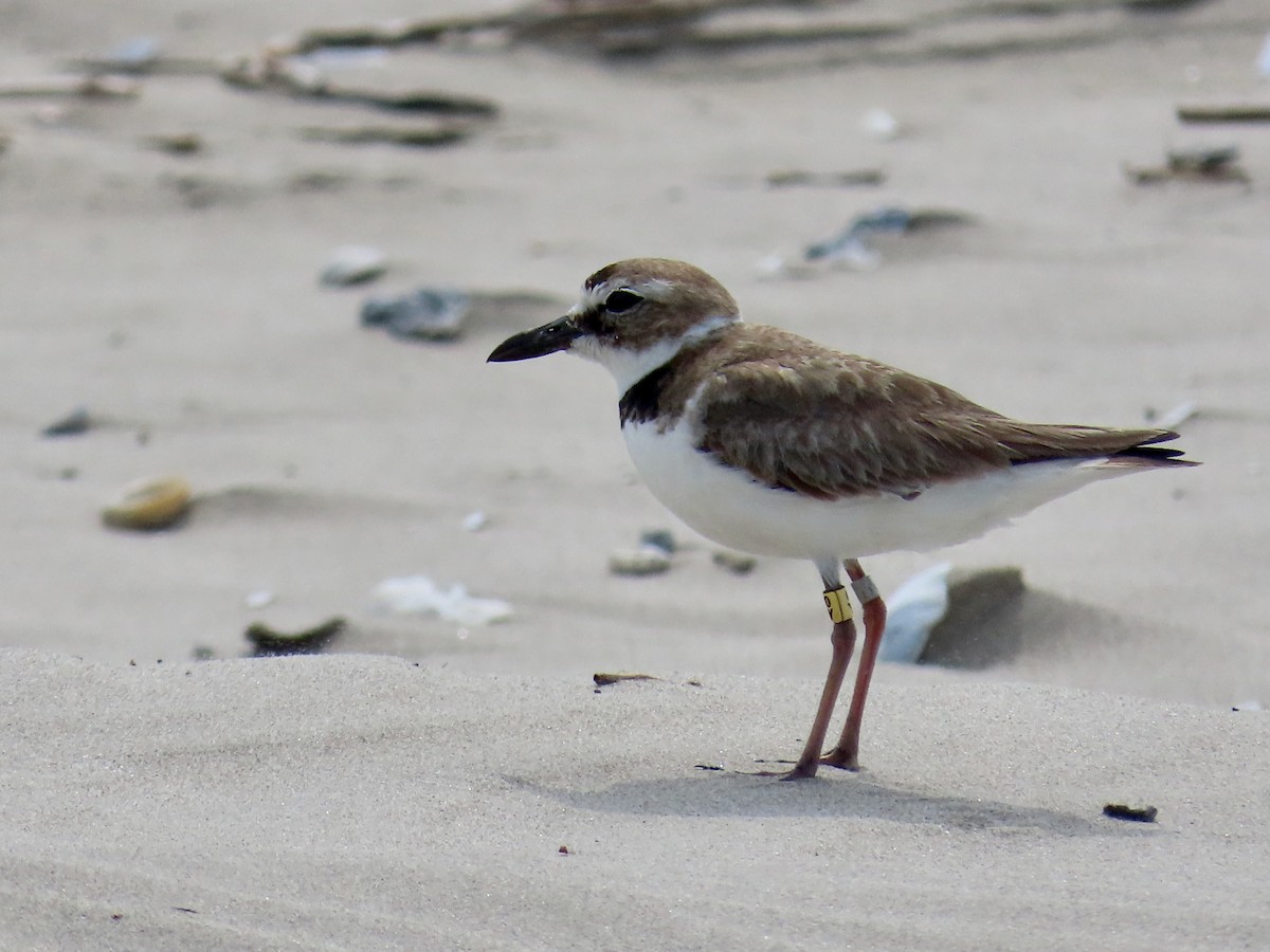 Wilson's Plover - ML634862193